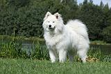 SAMOYEDE 003